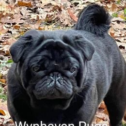 Hank E. Panky  - Pug