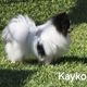 Kaiko ♣️