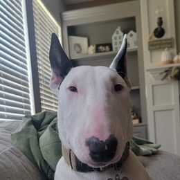 Bull Terrier All Grown Up from Elite Bull terriers