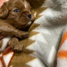 Ruby girl - Ruby female Cavalier King Charles Spaniel puppy in Pocatello, Idaho from Sarah's Cavachons, Bichons & King Charles Cavalier Spaniels