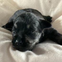 Saltgrl - Salt and pepper female Miniature Schnauzer puppy in Ferndale, Washington from Blackhorse Schnauzers Washington state