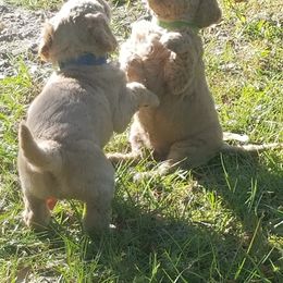 Goldendoodle Puppies from Fairfax Farms
