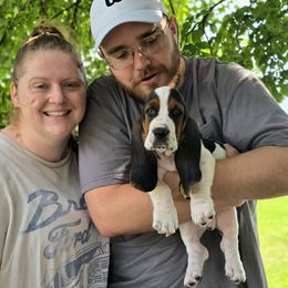 Toyger (Green) - Black tan and white male Basset Hound puppy in Amelia, Ohio from Lady Mae Bassets