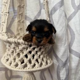Sunny - Black and gold female Yorkshire Terrier puppy in Tamarac, Florida from Yorkiefamily7