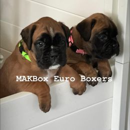 Boxer Puppies from MAKBOX Euro Boxers