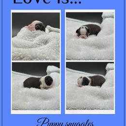 Amos - Seal and white male Boston Terrier puppy in Jacksonville, Florida from Trail’s End Boston Terriers