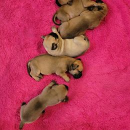 Bullmastiff Puppies from Sunny Beach Bullmastiffs