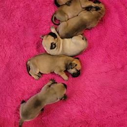 Bullmastiff Puppies from Sunny Beach Bullmastiffs