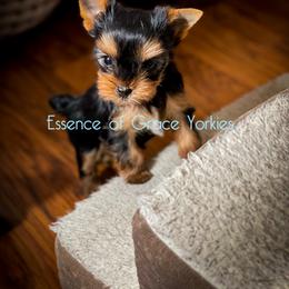 Yorkshire Terrier Puppies from Essence of Grace Yorkies