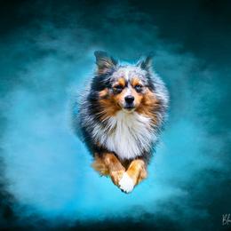 Isaac - Miniature Australian Shepherd