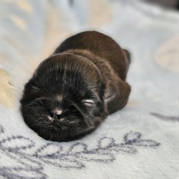 Rex - Black gold and white male Shih Tzu puppy in Corona, California from Ju Shih Tzu