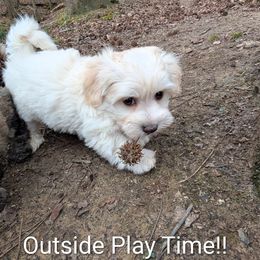 Havanese Puppies from LaBeouf Havanese’s