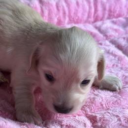 Ivory - Cream female Dachshund puppy in Salem, Oregon from Longdox Mini Dachshunds