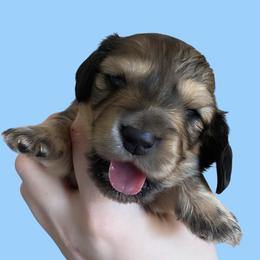 Biggest Male - Cream male Dachshund puppy in Medina, Ohio from STORIED DOXIES