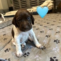Aspen-Teal Collar - Liver and white female German Shorthaired Pointer puppy in Conroe, Texas from Tipsy Rabbit GSP TopDog Kennel
