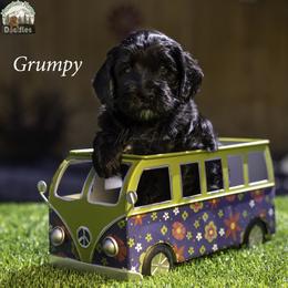 Grumpy - Black male Australian Labradoodle puppy in Cashmere, Washington from Mountain Home Doodles