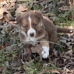 Brodie - Chocolate male Border Collie puppy in Paris, Texas from Broadmoor Farm