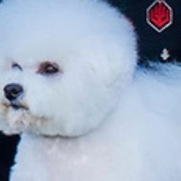 Bichon Frises from Fairspride Bichon Frises