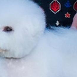 Bichon Frises from Fairspride Bichon Frises