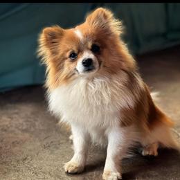 Bucky - Pomeranian