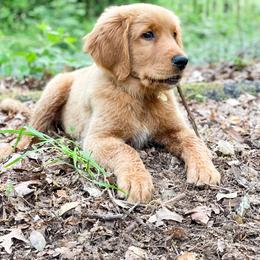 Golden Retriever Puppies from Chirping Meadows Goldens