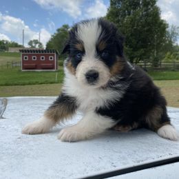 Australian Shepherd, Goldendoodle, and Poodle Puppies from 5AFarms