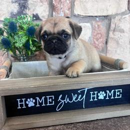 Gray collar - Fawn male Pug puppy in Tucson, Arizona from Furever Friends