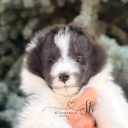 Neo - Black and white male Shetland Sheepdog puppy in Windsor, Colorado from Shirehill Shelties