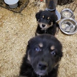Australian Shepherd Puppies from Sassy Australian Shepherds