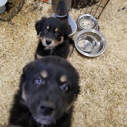 Australian Shepherd Puppies from Sassy Australian Shepherds