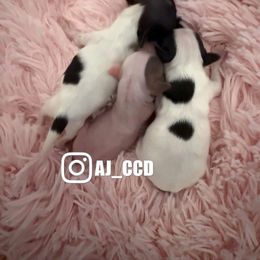 Chinese Crested puppies from Aj_CCD