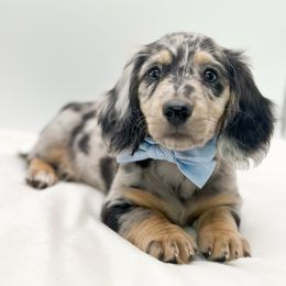 Dalton - Dapple male Dachshund puppy in Moses Lake, Washington from Evergreendox Dachshunds