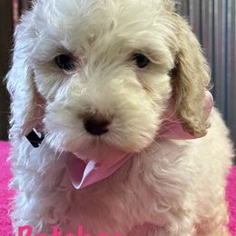 Cockapoo and Labradoodle Puppies from Darling Doodles and Cockapoos