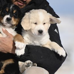 Bernese Mountain Dogs, Golden Mountain Dogs, and Golden Retrievers from Grateful Bernese & Gage's Goldens