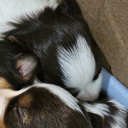 Girl 2 - Chocolate tan and white female Biewer Terrier puppy in Dayton, Ohio from BiewerHeart Yorkies