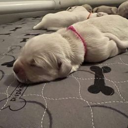 Girl 6 - Golden Retriever puppy in South Carolina from Carolina Point Retrievers