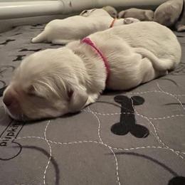 Girl 6 - Golden Retriever puppy in South Carolina from Carolina Point Retrievers