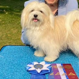 Havanese All Grown Up from Pet Pro Heather