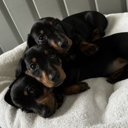 Dachshund Puppies from Little Legs Miniature Dachshunds