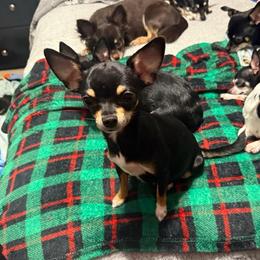Jade - Chihuahua