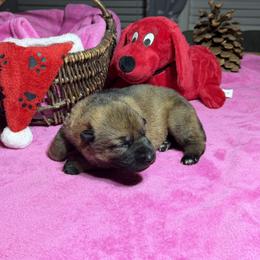 Pretty dark Sable girl - Sable female German Shepherd puppy in Grantsville, Utah from Vom Haus Denfors K9 - Working German Shepherds