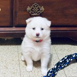 Bam Bam - White female American Eskimo Dog puppy in Westwego, Louisiana from Connie's American Eskimo Dogs and Mini Australian Shepherd Dogs