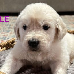 Jingle - Light golden Golden Retriever puppy in Mesa, Arizona from Superstition Goldens