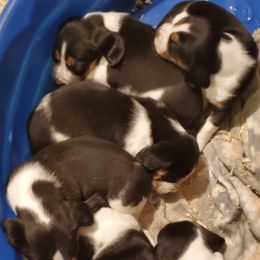 Beagles from Sugarbush Kennel