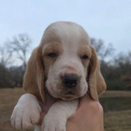 Tex 2700.00 - Red and white male Basset Hound puppy in Denison, Texas from Emma Lou's Baby Bassets