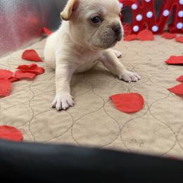 Severus - Cream male French Bulldog puppy in Largo, Florida from Infinity Frenchies