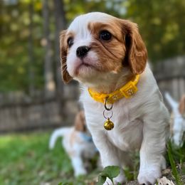 Buttercup - Cavalier King Charles Spaniel puppy from Erickson Cavaliers