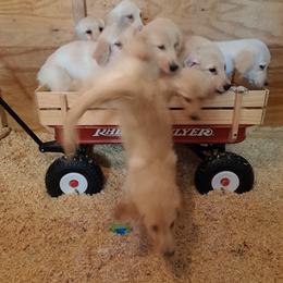 Golden Retriever Puppies from David Cearlock's Golden Retrievers