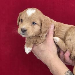 George - Red male Bernedoodle puppy in Milton, Florida from Sutton Place Doodles