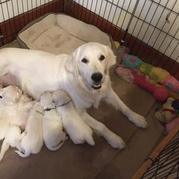 Golden Retriever Puppies from Golden Retriever Street